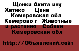 Щенки Акита-ину (Хатико)  › Цена ­ 40 000 - Кемеровская обл., Кемерово г. Животные и растения » Собаки   . Кемеровская обл.